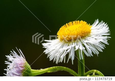 春のハルジオン～風に吹かれて～ 113478719