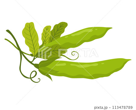 Green pea pod. Vegetable icon. Element for packaging and menu design. Natural green healthy eco product. Vector illustration Green pea pod. Vegetable icon. Element for packaging and menu design. Natural green healthy eco product. Vector illustration 113478789