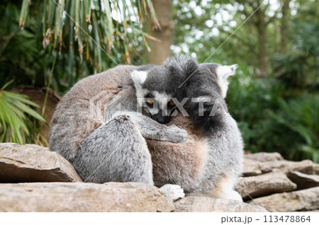 Lemurs Embracing on Rocky Ledge 113478864