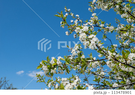 A branch of a blossoming white apple tree against a blue sky. Nature blooms in spring 113478901