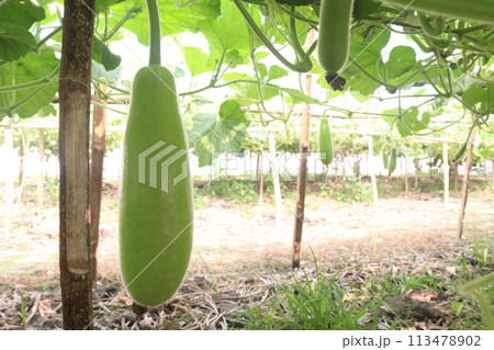 Bottle gourd on tree in farm for sell 113478902