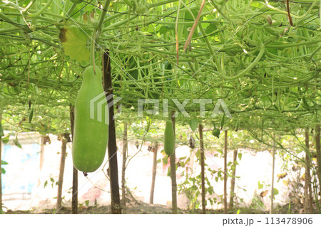 Bottle gourd on tree in farm for sell 113478906