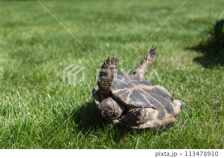 Land tortoise fell down and upside down lies on the grass Land tortoise fell down and upside down lies on the grass 113478910