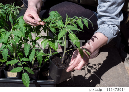 Tomato seedlings are carried for transplanting into the ground . Tall green tomato sprouts 113478914