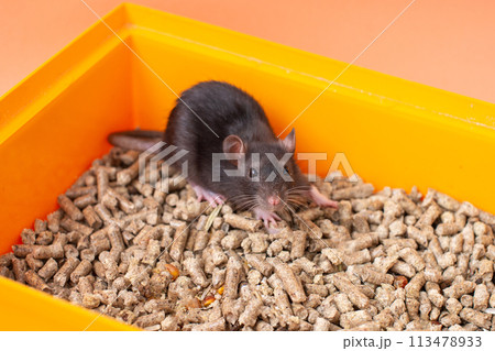 Black Rat in Bright Orange Bin Black Rat in Bright Orange Bin 113478933