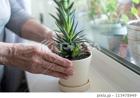 Elderly person's hands holding a potted Aloe Vera plant on a windowsill. 113478949