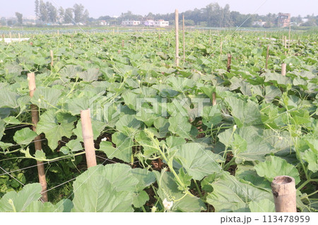 Bottle gourd plant on farm for sell 113478959