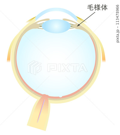 眼の水平断面図 毛様体 113478966