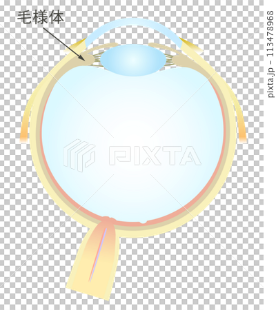 眼の水平断面図 毛様体 113478968