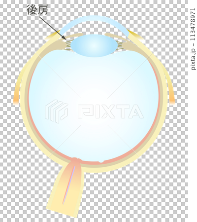 Horizontal section of the eye Posterior chamber 113478971