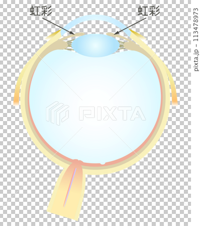 Horizontal section of the eye Iris 113478973