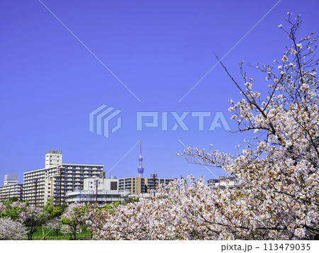 青空が広がる住宅街の桜とスカイツリー 青空が広がる住宅街の桜とスカイツリー 113479035