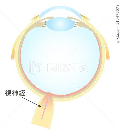 眼の水平断面図 各部名称 眼の水平断面図 各部名称 113479075