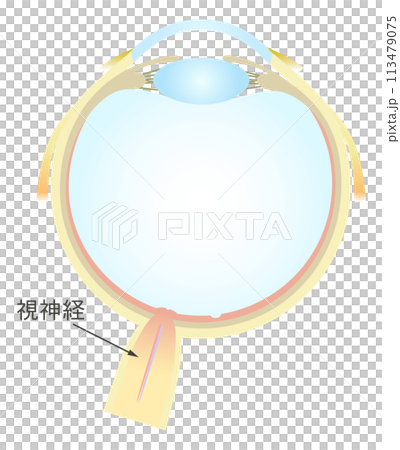 眼の水平断面図 各部名称 眼の水平断面図 各部名称 113479075