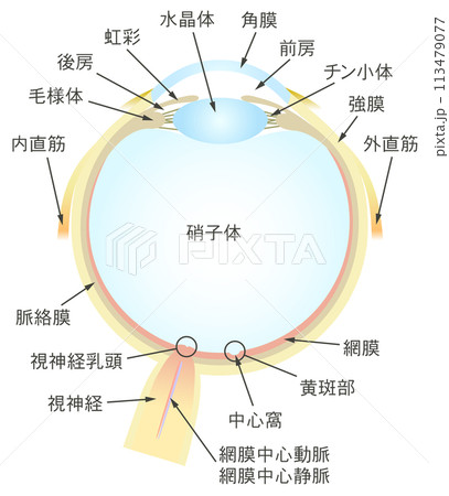 眼の水平断面図 各部名称 113479077