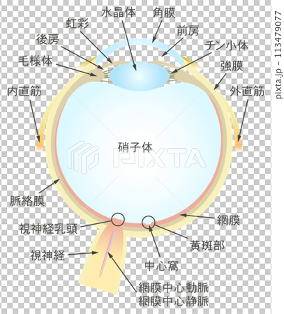 眼の水平断面図 各部名称 113479077