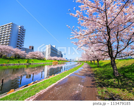 桜咲く旧中川堤防から望むマンション街 桜咲く旧中川堤防から望むマンション街 113479185