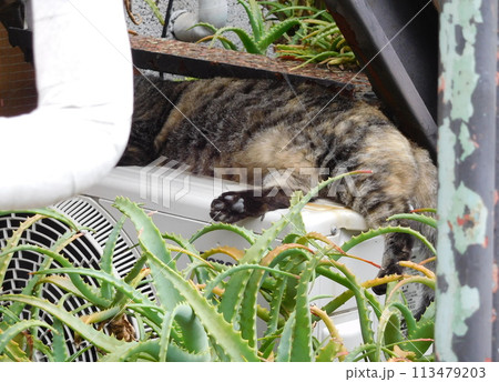 階段下のキジトラ猫の黒い肉球 階段下のキジトラ猫の黒い肉球 113479203
