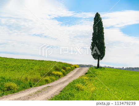 One tall green cypress stands by the side of a village road on the horizon, among green fields and under a beautiful blue sky with white clouds One tall green cypress stands by the side of a village road on the horizon, among green fields and under a beautiful blue sky with white clouds 113479239
