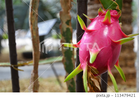 ドラゴンフルーツ（ピタヤ）の実 113479421