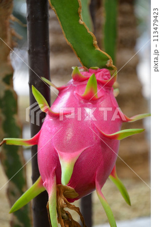 ドラゴンフルーツ（ピタヤ）の実 113479423