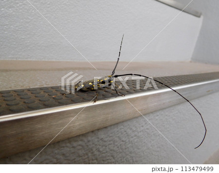 キボシカミキリムシ キボシカミキリムシ 113479499