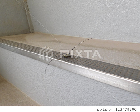 キボシカミキリムシ キボシカミキリムシ 113479500