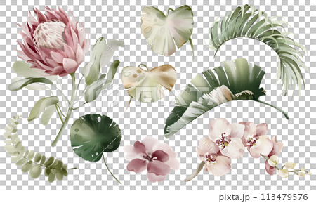 Tropical elements of leaves and flowers. Watercolor Australian plants.Set of exotic green palm vegetation. Palm branch and protea on a white background. Orchid and banana leaf. Tropical elements of leaves and flowers. Watercolor Australian plants.Set of exotic green palm vegetation. Palm branch and protea on a white background. Orchid and banana leaf. 113479576