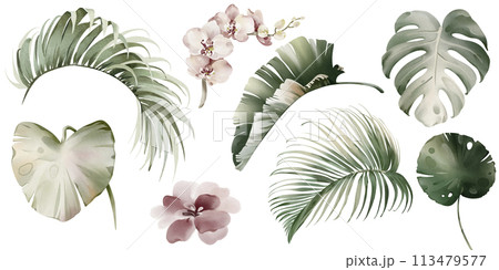 Tropical elements of leaves and flowers. Watercolor Australian plants.Set of exotic green palm vegetation. Palm branch and protea on a white background. Orchid and banana leaf. Tropical elements of leaves and flowers. Watercolor Australian plants.Set of exotic green palm vegetation. Palm branch and protea on a white background. Orchid and banana leaf. 113479577