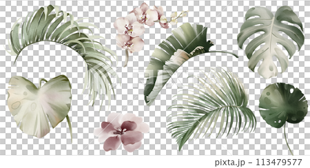 Tropical elements of leaves and flowers. Watercolor Australian plants.Set of exotic green palm vegetation. Palm branch and protea on a white background. Orchid and banana leaf. Tropical elements of leaves and flowers. Watercolor Australian plants.Set of exotic green palm vegetation. Palm branch and protea on a white background. Orchid and banana leaf. 113479577