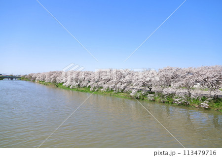 埼玉県蓮田市を流れる元荒川の川岸に咲くソメイヨシノの桜の花 113479716