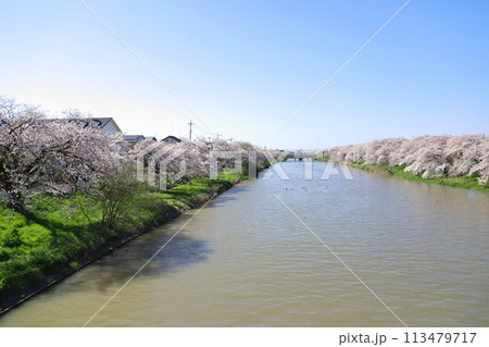埼玉県蓮田市を流れる元荒川の川岸に咲くソメイヨシノの桜の花 113479717