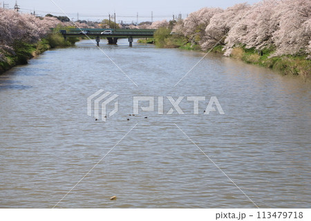 埼玉県蓮田市を流れる元荒川の川岸に咲くソメイヨシノの桜の花 113479718