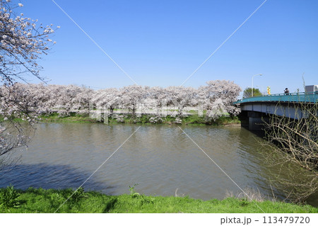 埼玉県蓮田市を流れる元荒川の川岸に咲くソメイヨシノの桜の花 113479720