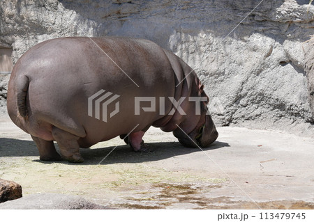 カバのそのそ 113479745