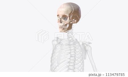 The bones of the skull are 22 bones, organized into a cranial skeleton (8 bones) that surrounds the brain and a facial skeleton (14 bones 113479785