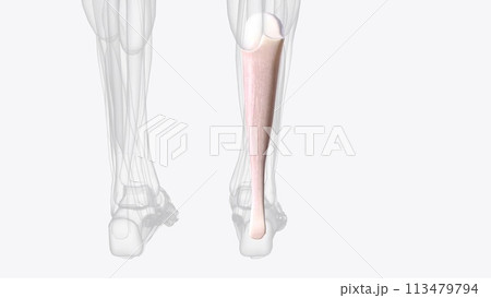 The Achilles tendon or heel cord, also known as the calcaneal tendon 113479794