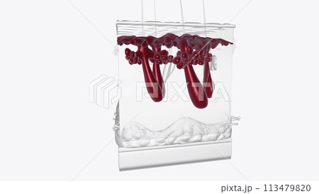 The basal layer is the innermost layer of the epidermis, and contains small round cells called basal cells 113479820