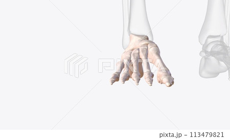 Bones of right ankle and foot Bones of right ankle and foot 113479821