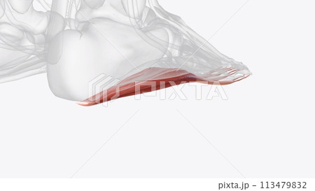 Flexor Digitorum Brevis is the central muscle of the superficial layer of the plantar foot muscles 113479832