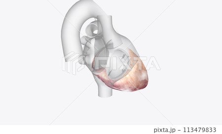 Cardiac Fat. There are 3 major fat depots around the heart: pericardial fat, epicardial fat and intracellular myocardial fat 113479833