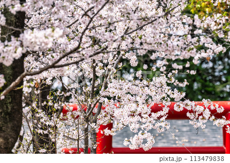 満開の桜と鳥居 113479838