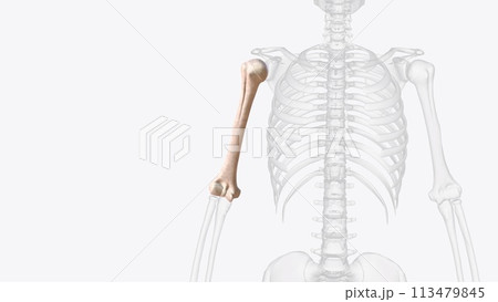 The humerus is a long bone located in the upper arm, between the shoulder joint and elbow joint 113479845