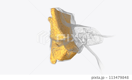 Ear Coronal Cross Section of Subcutaneous fat Ear Coronal Cross Section of Subcutaneous fat 113479848