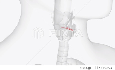 The vestibular fold is one of two thick folds of mucous membrane, each enclosing a narrow band of fibrous tissue, the vestibular ligament, which is attached 113479893