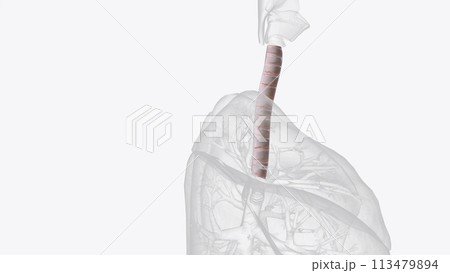 The trachea is a tube-like structure in the neck and upper chest. It stretches from the larynx, or voice box, to the bronchi and transports The trachea is a tube-like structure in the neck and upper chest. It stretches from the larynx, or voice box, to the bronchi and transports 113479894