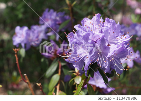 クレーターレイクツツジ 113479986