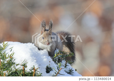 雪の積もった木の上のエゾリス 雪の積もった木の上のエゾリス 113480014