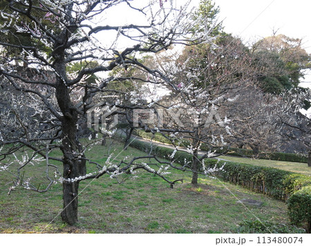 皇居東御苑の梅林坂に咲く梅の花 113480074