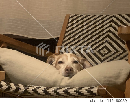 ベンチ風の椅子の上でうとうとするビーグル犬 113480089